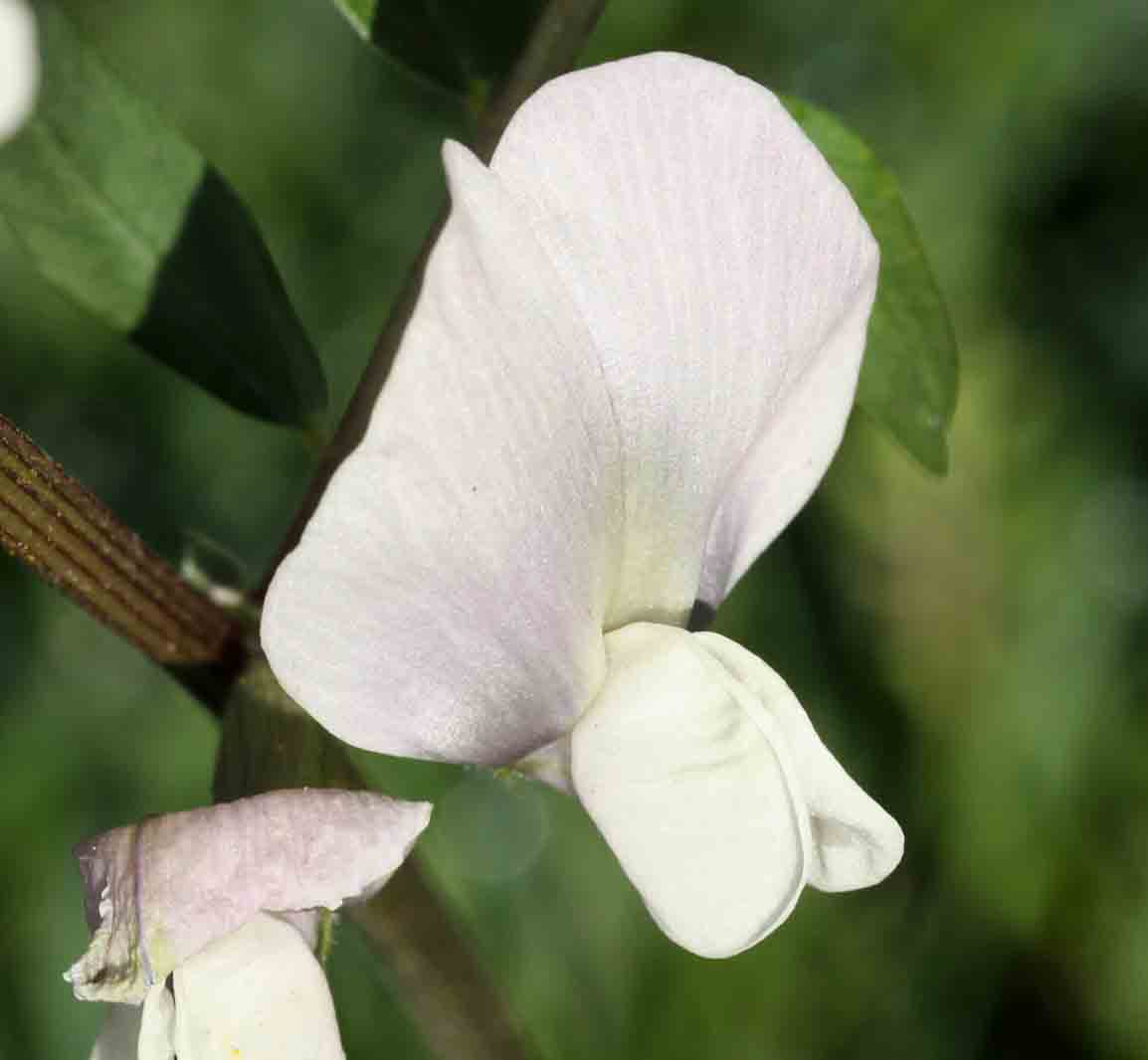 Fabacea da determinare: Vicia cfr. grandiflora